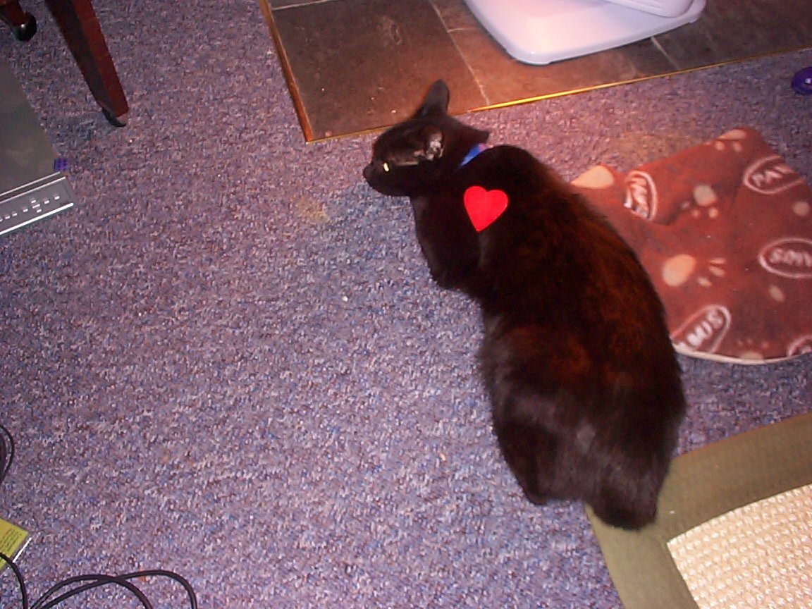 heart shaped cat